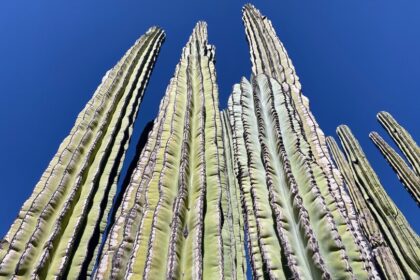 Cardón cacti
