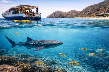 Whale Shark Season