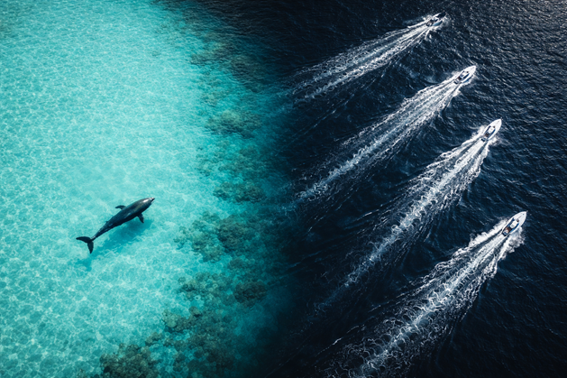 Marine Biodiversity