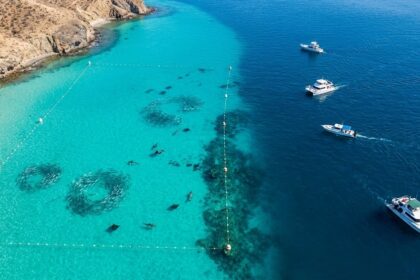 Mexico Is Expanding Marine Protected Areas In The Sea Of Cortez