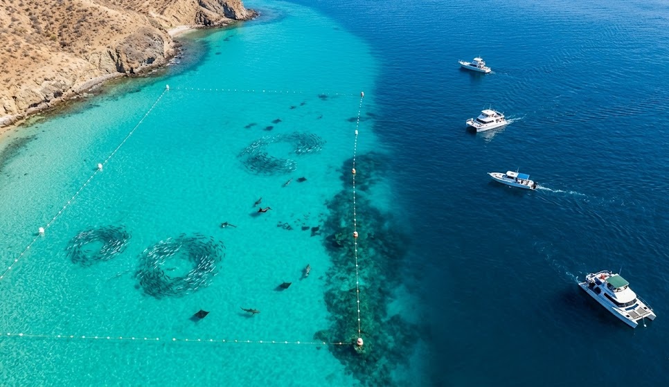 Mexico Is Expanding Marine Protected Areas In The Sea Of Cortez