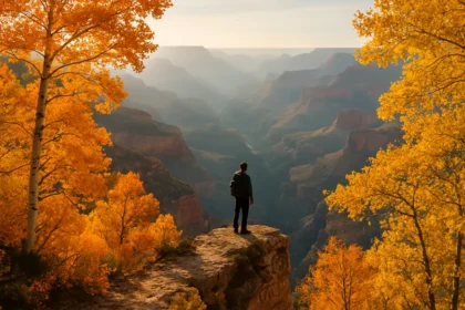 North Rim Fall viewpoint road with pine forest and canyon cliffs in cool afternoon light